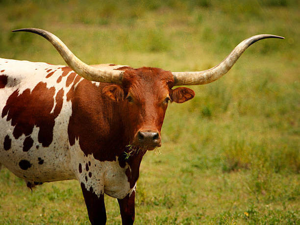 longhorn bull in a grass field